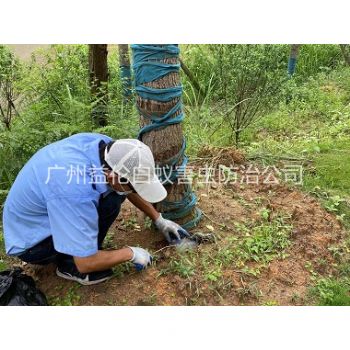 增城綠化樹(shù)木治白蟻