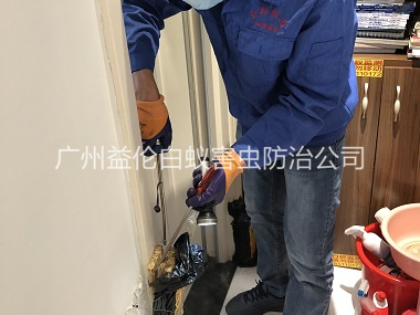 越秀上門(mén)防治白蟻工程